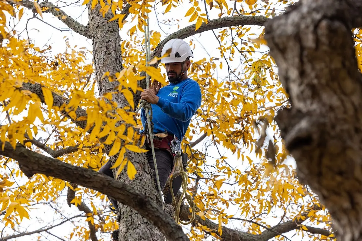 Skilled Tree Planting crew working in Cedar Grove
