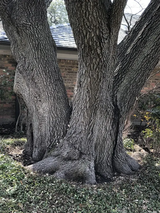 Mature heritage tree close to a Cedar Grove property cared for by certified arborists